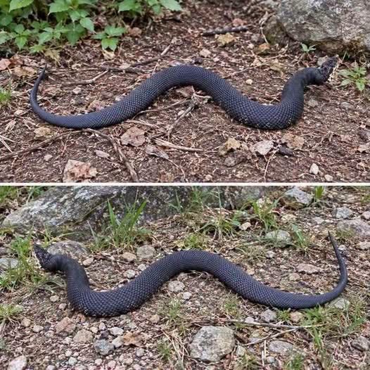 Hidden Fangs in the Brush: Why Snake Identification Should Never Come Before Safety