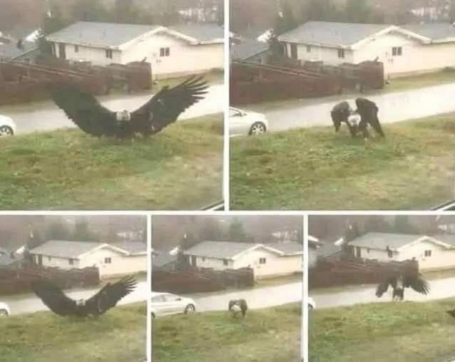 Giant Eagle captured in Bro!